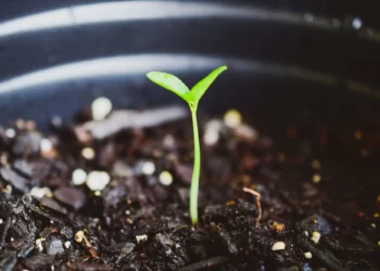 A urgência dos serviços de eficiência energética e baixo carbono